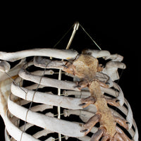 Real rib cage