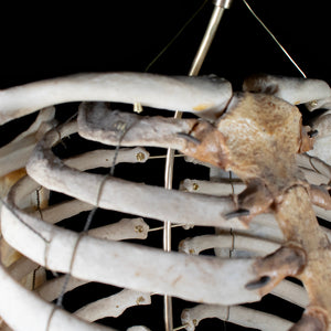 Real rib cage