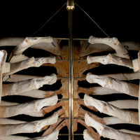 Real rib cage