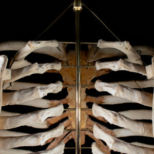 Real rib cage