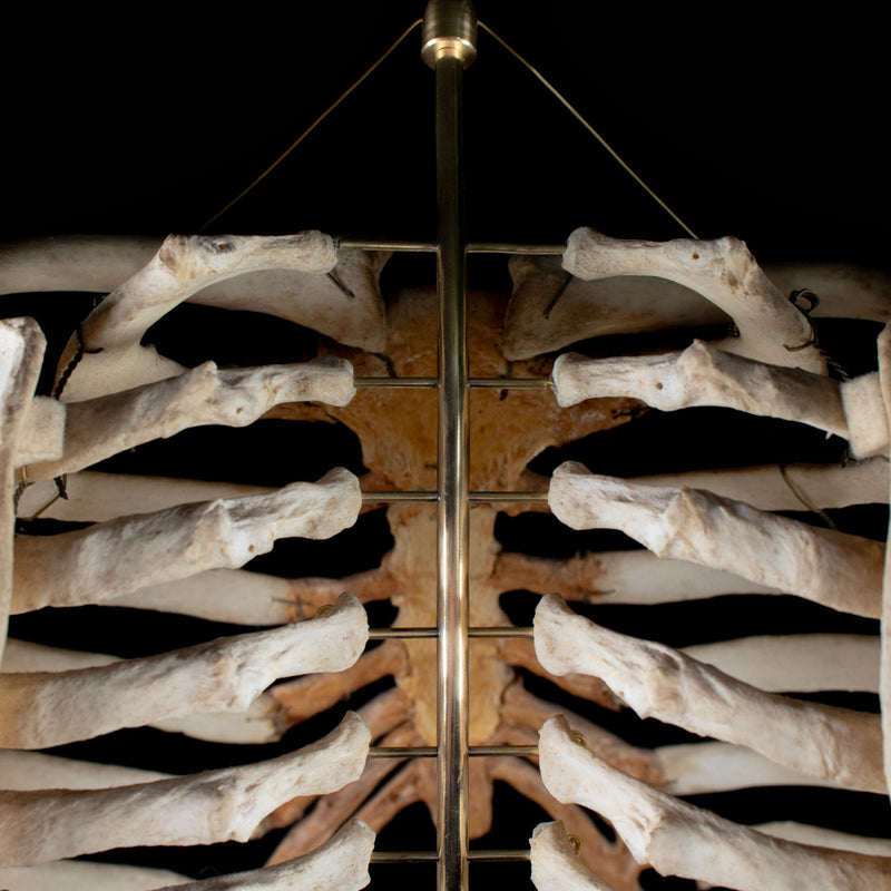 Real rib cage