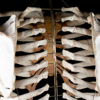 Real rib cage