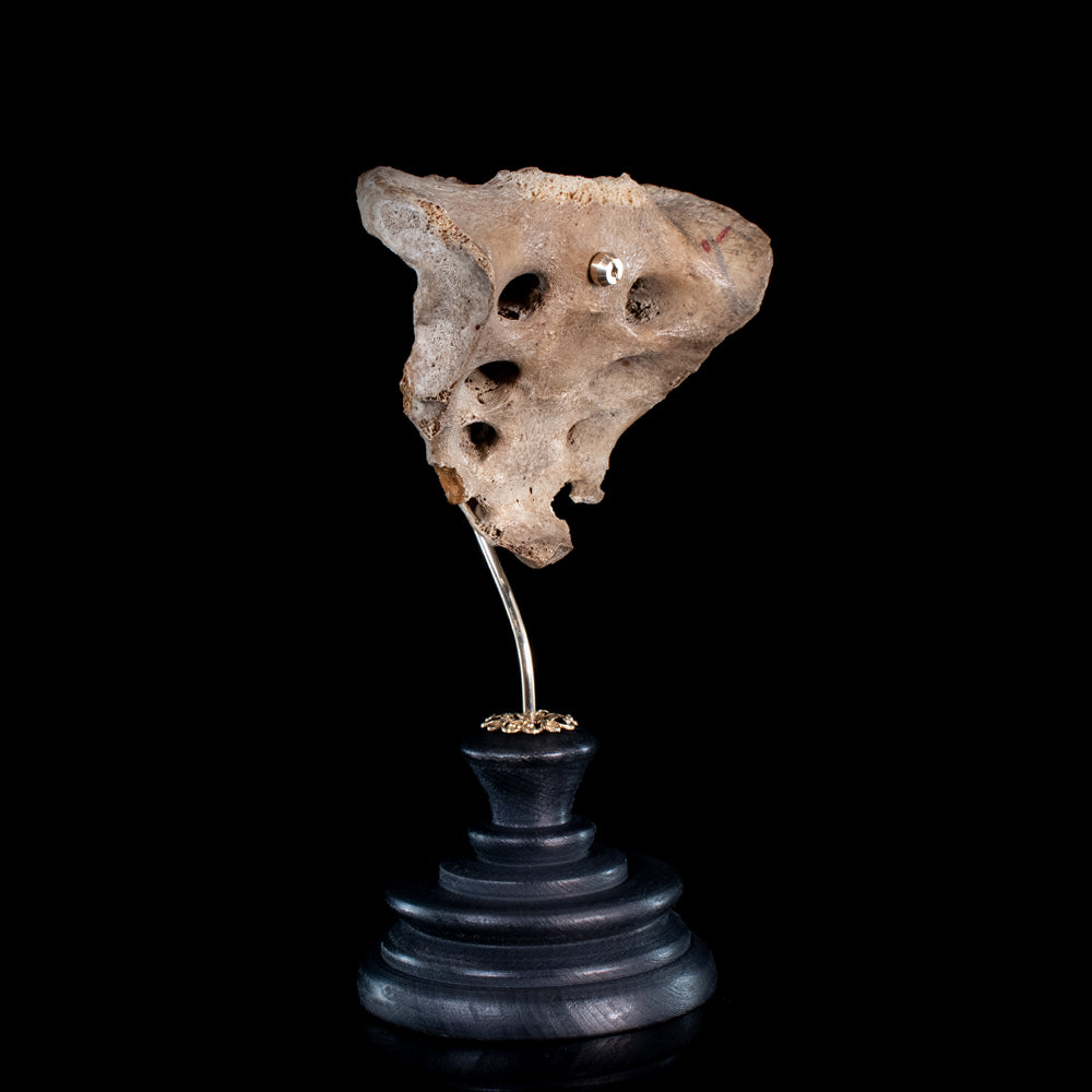 Real human sacrum