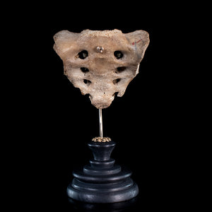 Real human sacrum