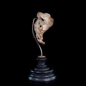 Real human sacrum