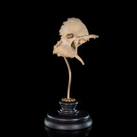 Human skull Temporal bone (right)