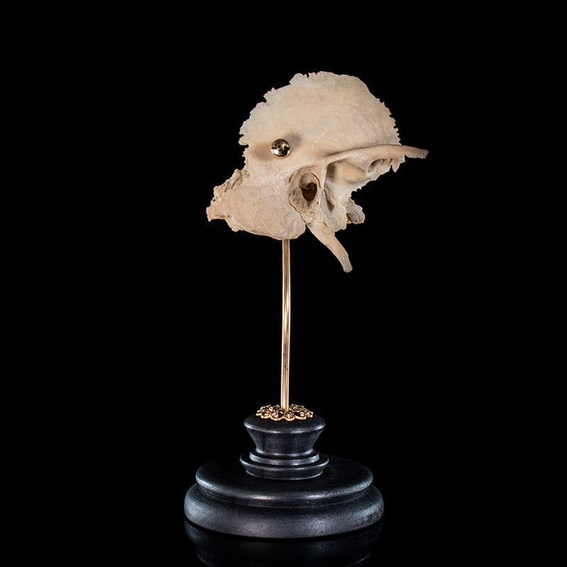 Human skull Temporal bone (right)