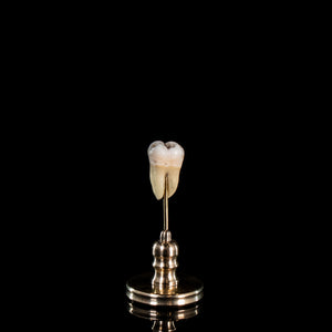 Human tooth with filling on custom brass base