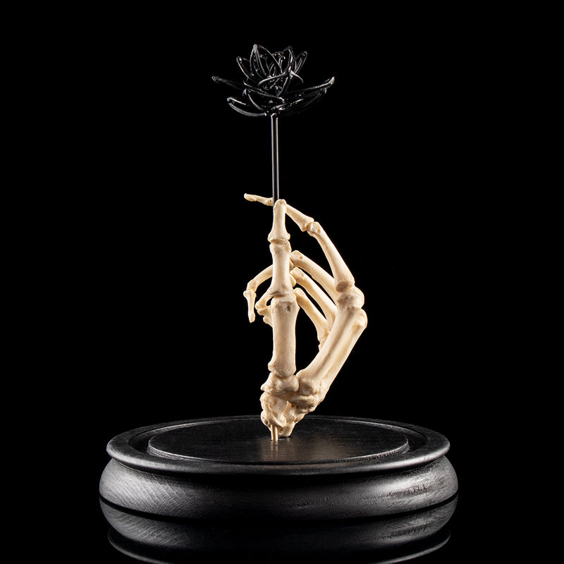 Real human skeleton hand holding black bone flower