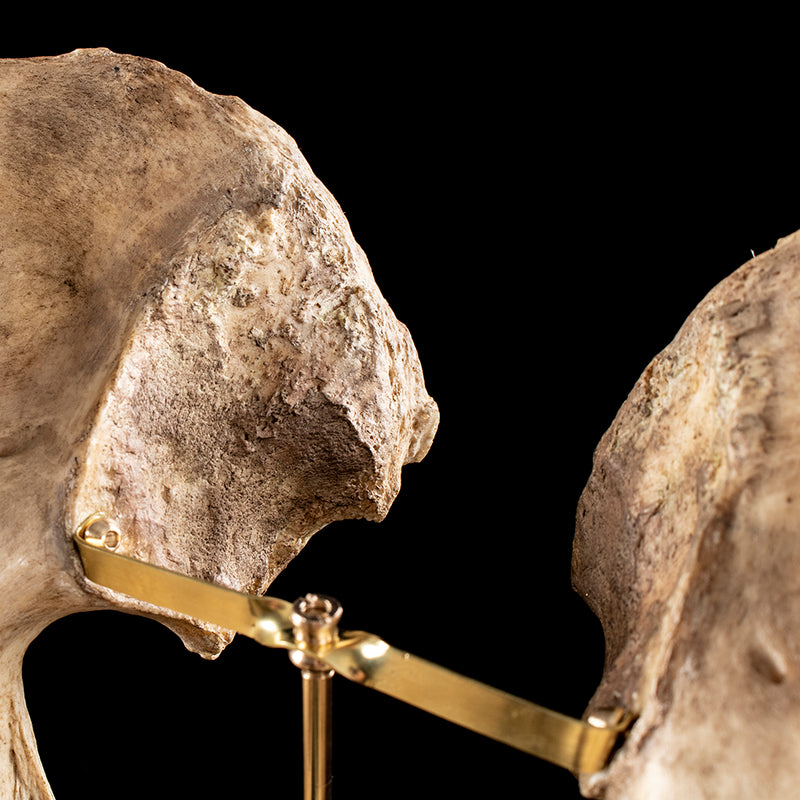 Real human pelvic bones