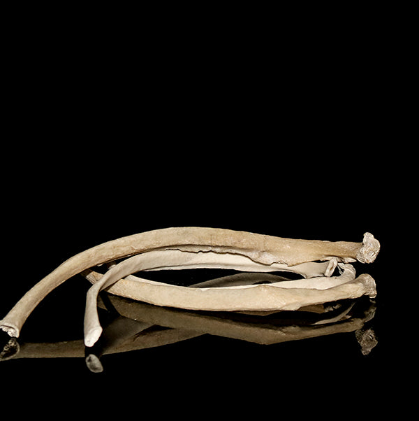 Selection of singular human rib bones Human Bone Decorus Macabre - Decorus Macabre